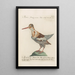 Ornithologia methodice digesta Pl431 - Saverio Manetti — indrammet kunstværk på væggen