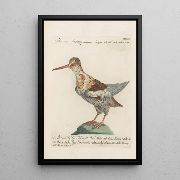 Ornithologia methodice digesta Pl431 - Saverio Manetti — indrammet kunstværk på væggen