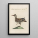 Ornithologia methodice digesta Pl432 - Saverio Manetti — indrammet kunstværk på væggen