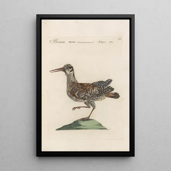 Ornithologia methodice digesta Pl432 - Saverio Manetti — indrammet kunstværk på væggen