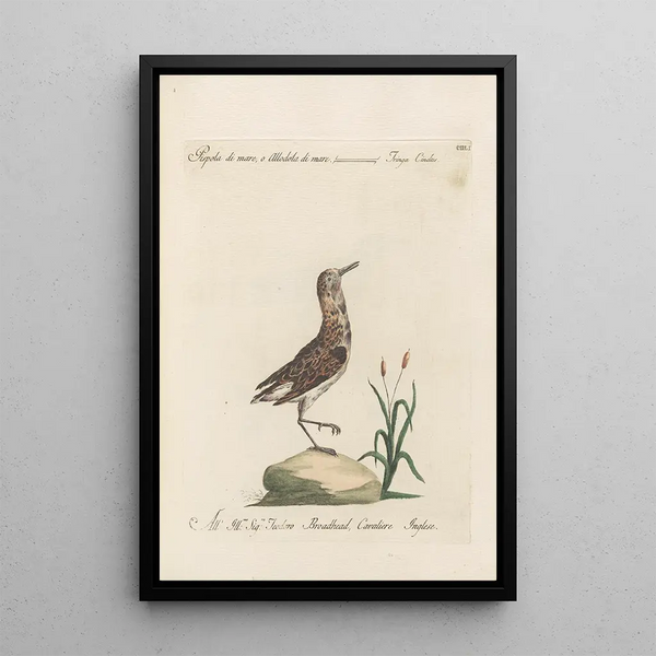 Ornithologia methodice digesta Pl433 - Saverio Manetti — indrammet kunstværk på væggen