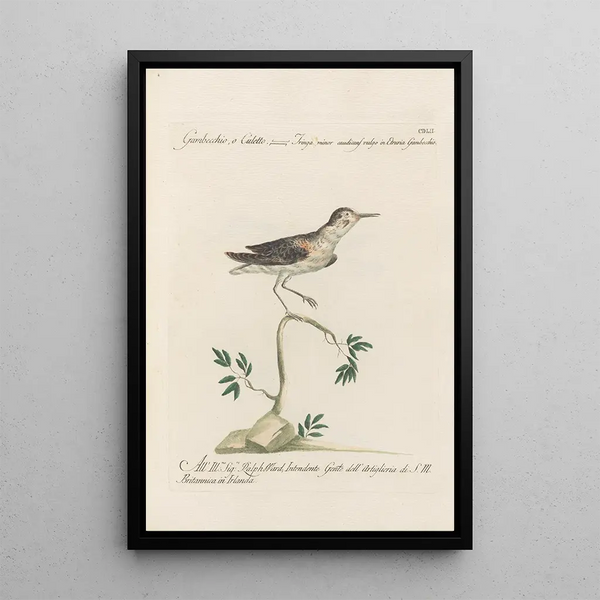Ornithologia methodice digesta Pl434 - Saverio Manetti — indrammet kunstværk på væggen