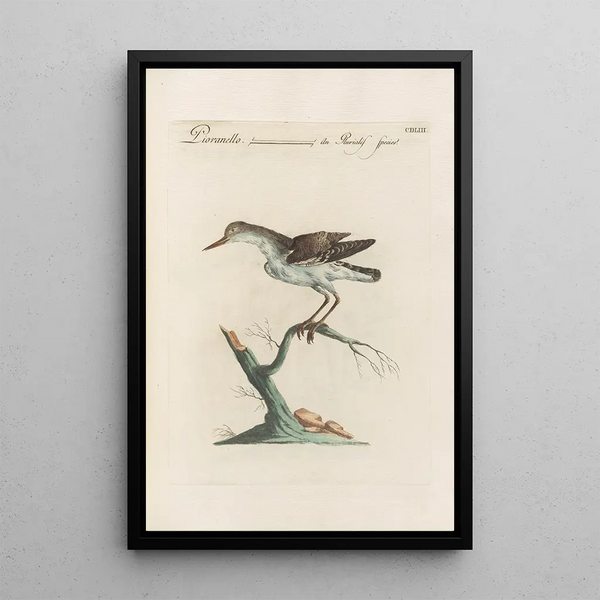 Ornithologia methodice digesta Pl435 - Saverio Manetti — indrammet kunstværk på væggen