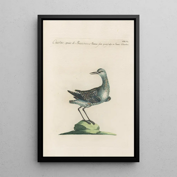 Ornithologia methodice digesta Pl438 - Saverio Manetti — indrammet kunstværk på væggen