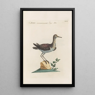 Saverio Manetti - Ornithologia methodice digesta Pl439.webp