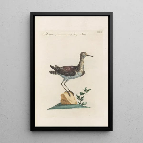 Ornithologia methodice digesta Pl439 - Saverio Manetti — indrammet kunstværk på væggen
