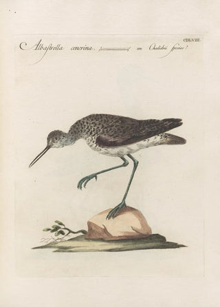 Saverio Manetti - Ornithologia methodice digesta Pl440.webp