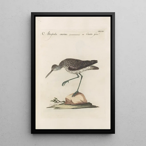 Ornithologia methodice digesta Pl440 - Saverio Manetti — indrammet kunstværk på væggen