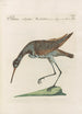 Ornithologia methodice digesta Pl442 - Saverio Manetti — visning af kunstværket