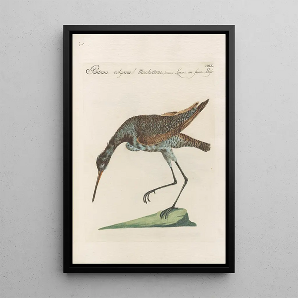 Ornithologia methodice digesta Pl442 - Saverio Manetti — indrammet kunstværk på væggen