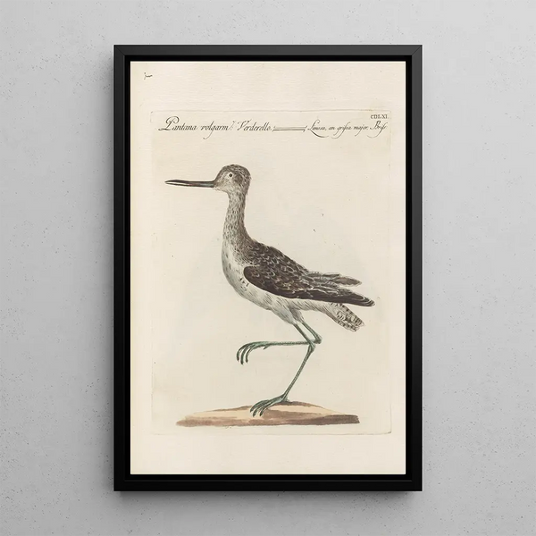 Ornithologia methodice digesta Pl443 - Saverio Manetti — indrammet kunstværk på væggen