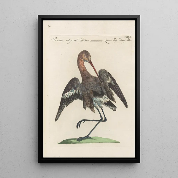 Ornithologia methodice digesta Pl444 - Saverio Manetti — indrammet kunstværk på væggen