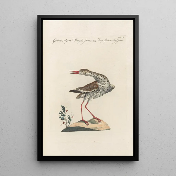 Ornithologia methodice digesta Pl446 - Saverio Manetti — indrammet kunstværk på væggen