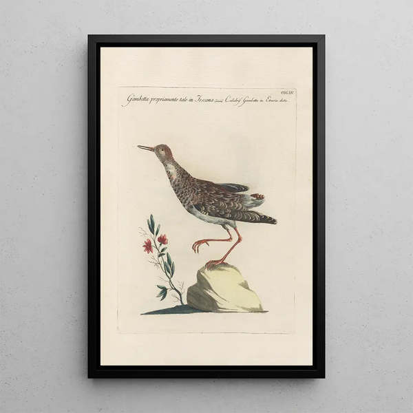 Ornithologia methodice digesta Pl447 - Saverio Manetti — indrammet kunstværk på væggen