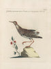 Ornithologia methodice digesta Pl447 - Saverio Manetti — visning af kunstværket