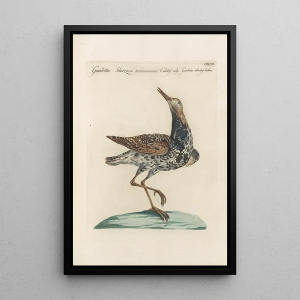 Ornithologia methodice digesta Pl448 - Saverio Manetti — indrammet kunstværk på væggen