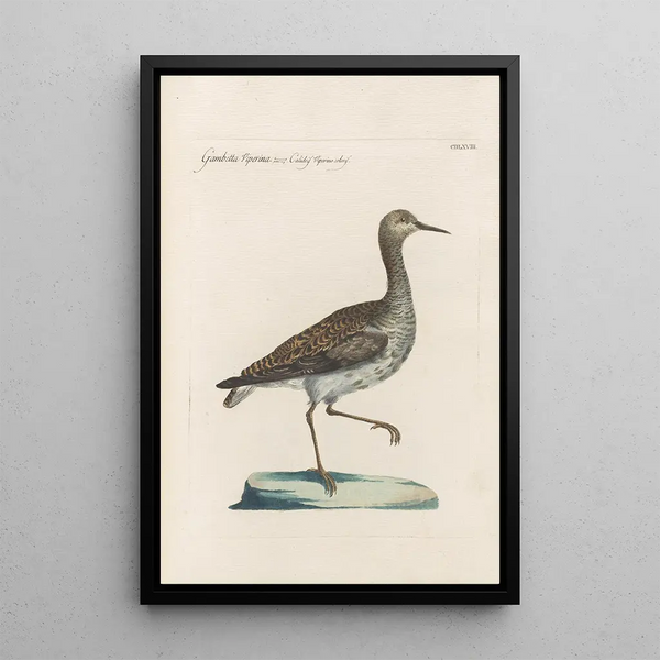 Ornithologia methodice digesta Pl450 - Saverio Manetti — indrammet kunstværk på væggen