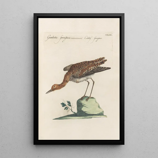 Ornithologia methodice digesta Pl451 - Saverio Manetti — indrammet kunstværk på væggen
