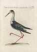 Ornithologia methodice digesta Pl452 - Saverio Manetti — visning af kunstværket