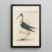 Ornithologia methodice digesta Pl452 - Saverio Manetti — indrammet kunstværk på væggen
