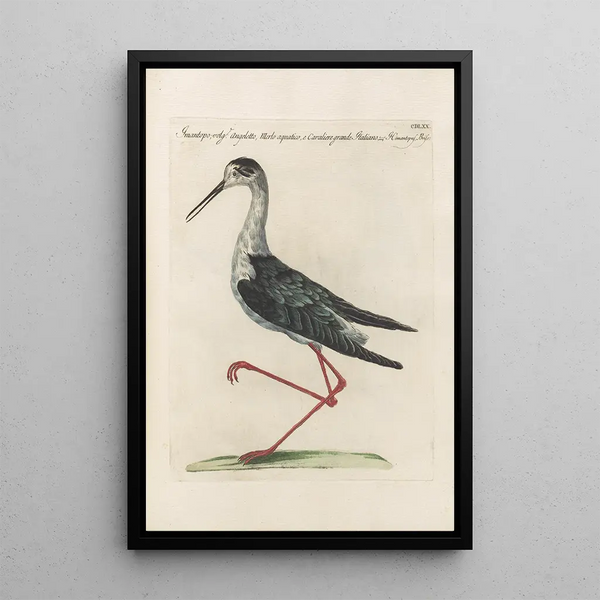 Ornithologia methodice digesta Pl452 - Saverio Manetti — indrammet kunstværk på væggen