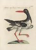 Ornithologia methodice digesta Pl453 - Saverio Manetti — visning af kunstværket