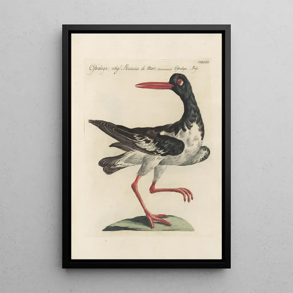 Ornithologia methodice digesta Pl453 - Saverio Manetti — indrammet kunstværk på væggen