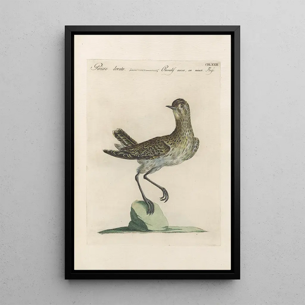 Ornithologia methodice digesta Pl455 - Saverio Manetti — indrammet kunstværk på væggen