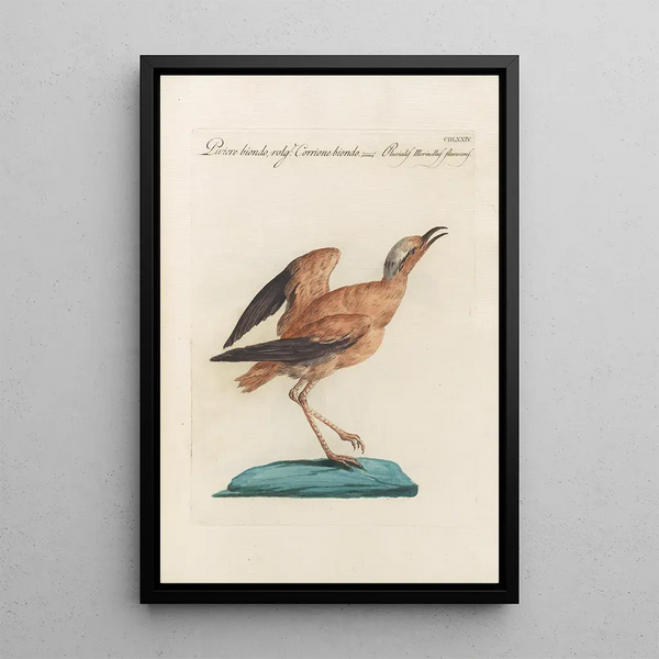 Ornithologia methodice digesta Pl456 - Saverio Manetti — indrammet kunstværk på væggen