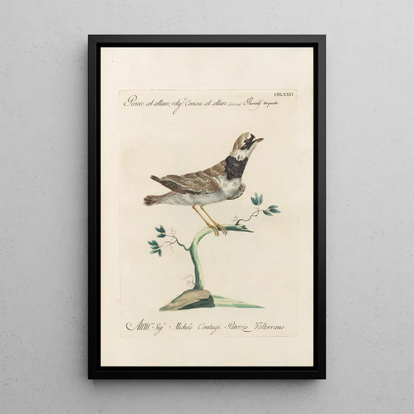 Ornithologia methodice digesta Pl458 - Saverio Manetti — indrammet kunstværk på væggen