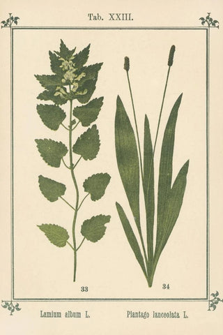 Sebastian Kneipp - Plantatlas to My watercure Pl03.webp