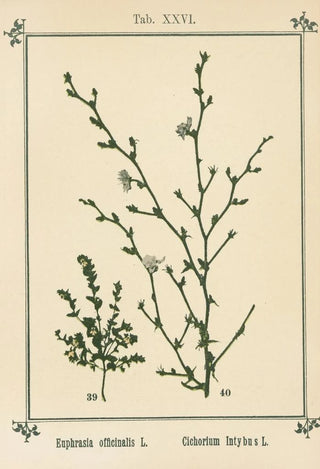 Sebastian Kneipp - Plantatlas to My watercure Pl06.webp
