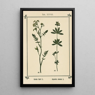 Sebastian Kneipp - Plantatlas to My watercure Pl08.webp