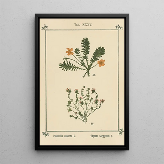 Sebastian Kneipp - Plantatlas to My watercure Pl15.webp