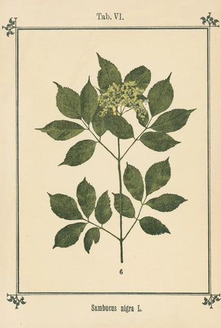 Sebastian Kneipp - Plantatlas to My watercure Pl26.webp