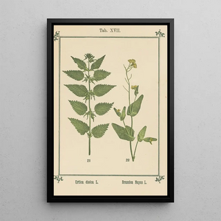 Sebastian Kneipp - Plantatlas to My watercure Pl36.webp