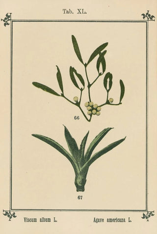 Sebastian Kneipp - Plantatlas to My watercure Pl41.webp