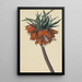 Fritillaria imperialis - Sebastian Wegmayr — indrammet kunstværk på væggen