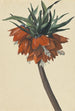Fritillaria imperialis - Sebastian Wegmayr — visning af kunstværket