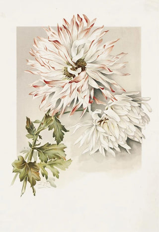 Sidney Thomas Callowhill - Chrysanthemums.webp