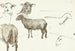 Esquisses de moutons - Sientje Mesdag van Houten — visning af kunstværket