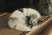 Hund, der hviler - Sigrid Granfelt — visning af kunstværket