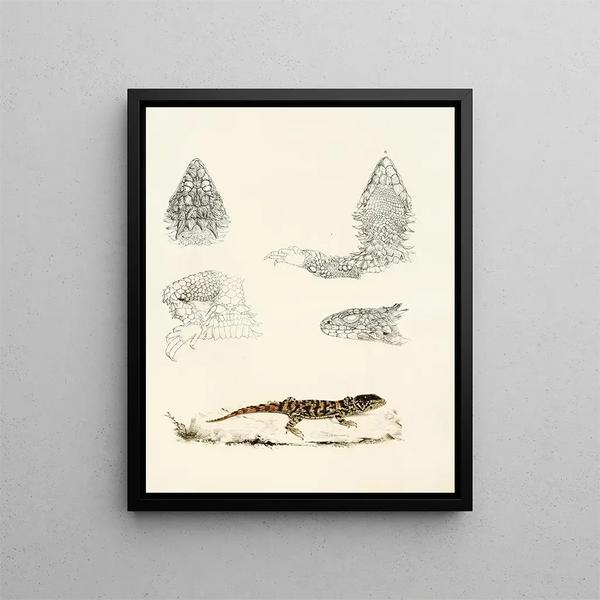 Sir Andrew Smith - Cordylus Giganteus Young.webp