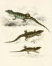 Cordylus microlepidotus han-hun ung - Sir Andrew Smith — visning af kunstværket