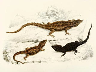 Sir Andrew Smith - Cordylus Polyzonus Cordylus Griseus var.webp