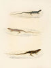 Eremias annulifera Eremias fulchra Eremias formosa - Sir Andrew Smith — visning af kunstværket