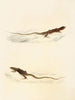 Eremias laticeps Eremias lugubris - Sir Andrew Smith — visning af kunstværket