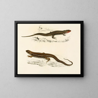 Gerrhosaurus bibroni Gerrhosaurus typicus - Sir Andrew Smith — indrammet kunstværk på væggen