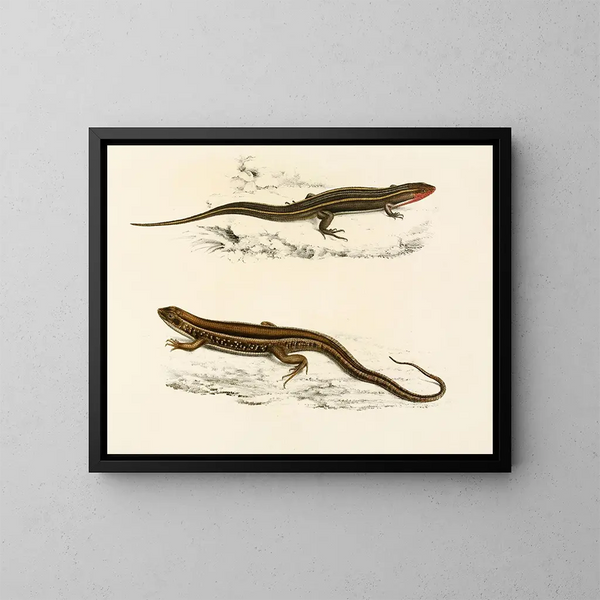 Gerrhosaurus bibroni Gerrhosaurus typicus - Sir Andrew Smith — indrammet kunstværk på væggen