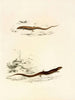 Gerrhosaurus sepiformis Gerrhosaurus subtessellatus - Sir Andrew Smith — visning af kunstværket
